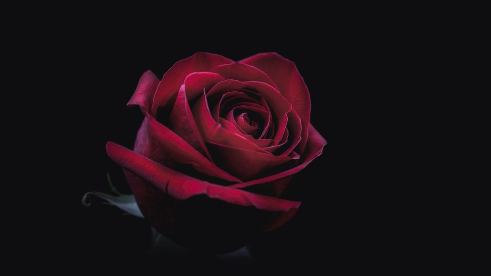 Обои для рабочего стола Бордовая роза на темном фоне, фотограф