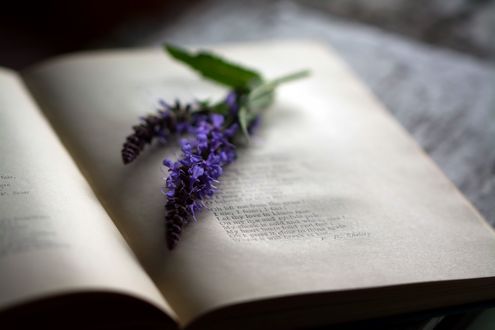 Обои на рабочий стол Веточка лаванды лежит на странице открытой книги, фотограф Julie Jablonski