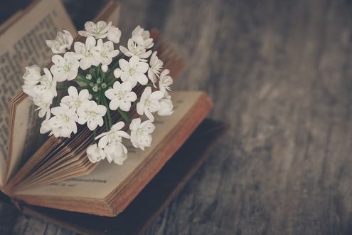 Обои на рабочий стол Белые цветы на открытой книге