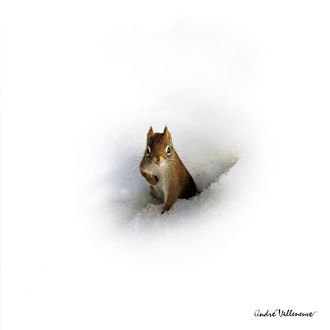 Обои на рабочий стол Белочка на снегу, by Andre Villeneuve