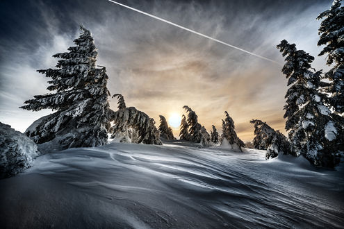 Обои на рабочий стол Зимние ели под облачным небом, by Robert Didierjean