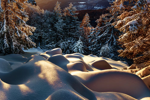 Обои на рабочий стол Зимние ели и снежный покров в ночном свете, by Robert Didierjean