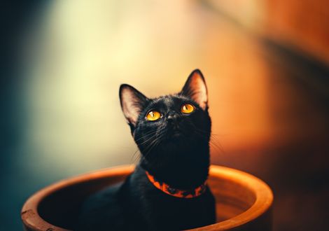 Обои на рабочий стол Черная кошка смотрит вверх, by Helena Lopes