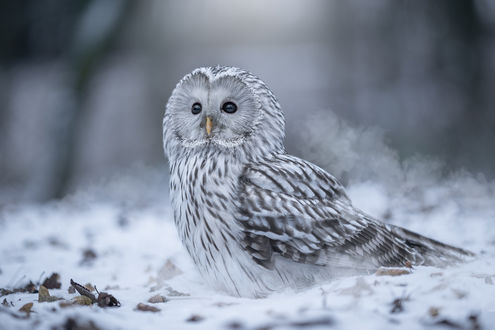 Обои на рабочий стол Сова на снегу, by Tanja Brandt