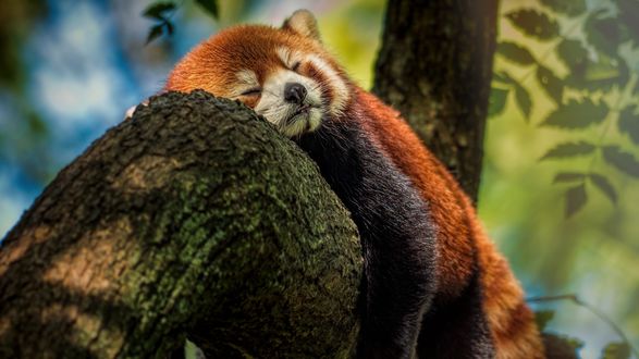 Панда спит картинки