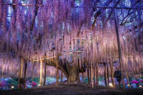 Обои на рабочий стол Цветущая сиреневая глициния в парке, Japan / Япония, by Peter Lourenco