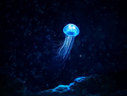 Обои на рабочий стол Светящаяся медуза под водой