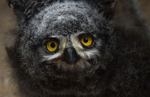 Обои на рабочий стол Маленькая сова, by Nephentes Phinena