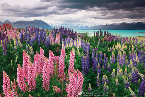 Обои на рабочий стол Люпиновое поле у озера Tekapo, New Zealand / Текапо, Новая Зеландия, фотографы Todd and Sarah Sisson