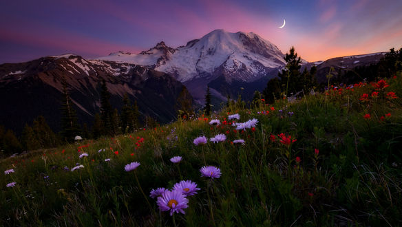 Обои на рабочий стол Полевые цветы перед горой Rainier / Рейнир, фотограф Doug Shearer