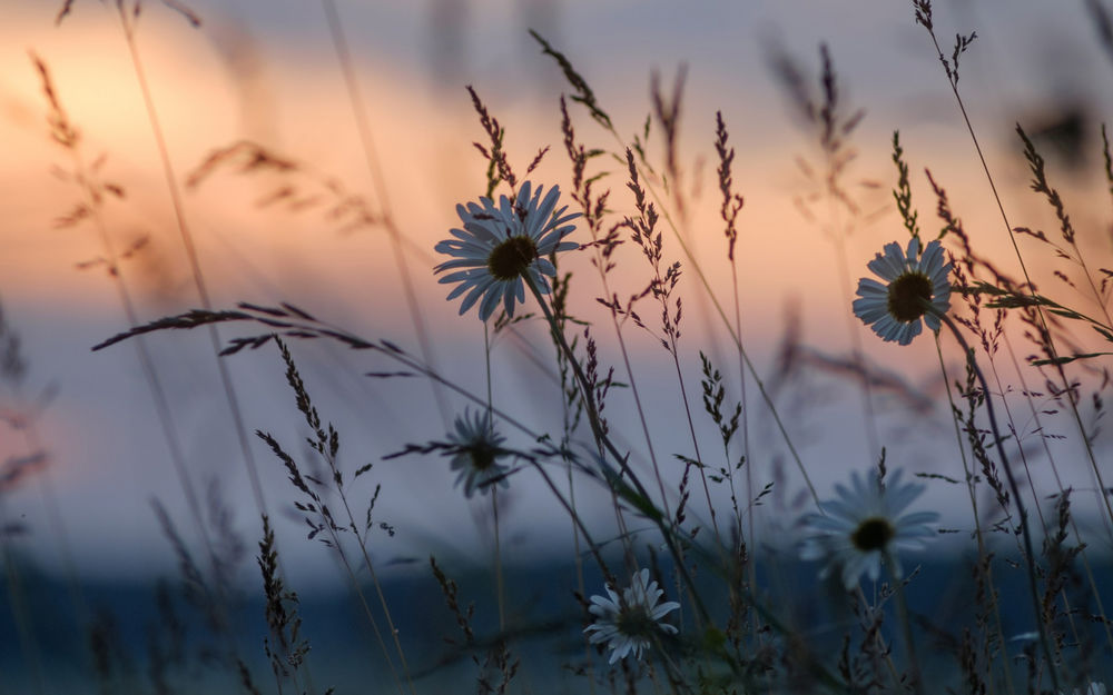 Обои для рабочего стола Ромашки и травинки на фоне закатного неба, фотограф Alexey Androsov