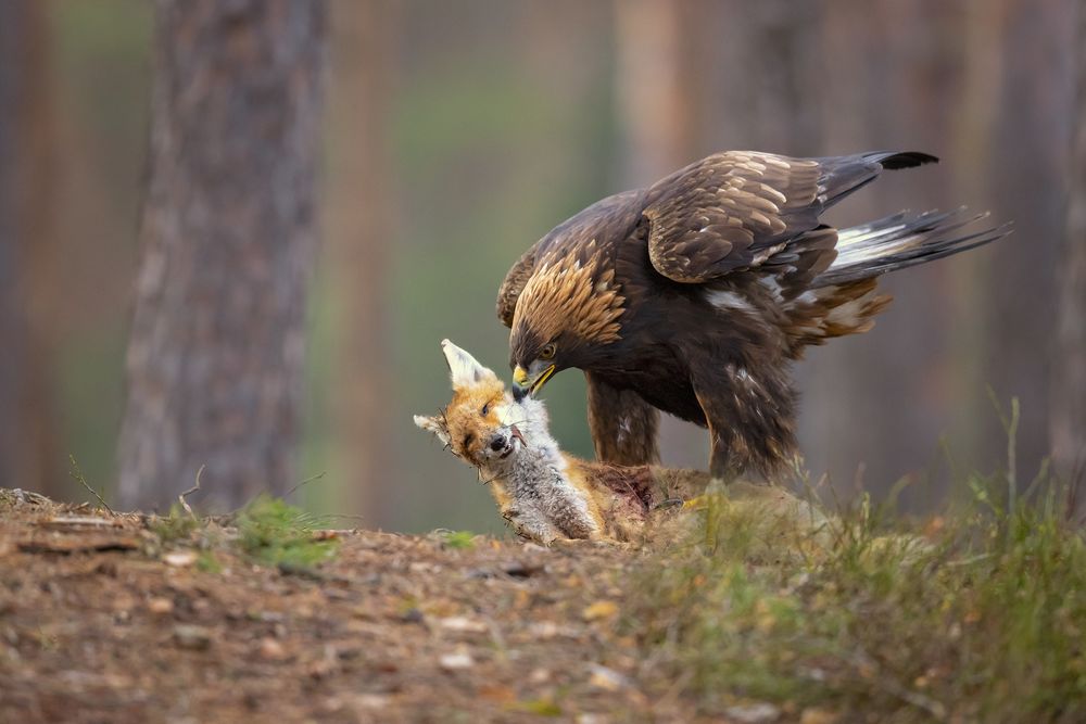 Обои для рабочего стола Хищный орел схватил лису, фотограф by Milan Zygmunt