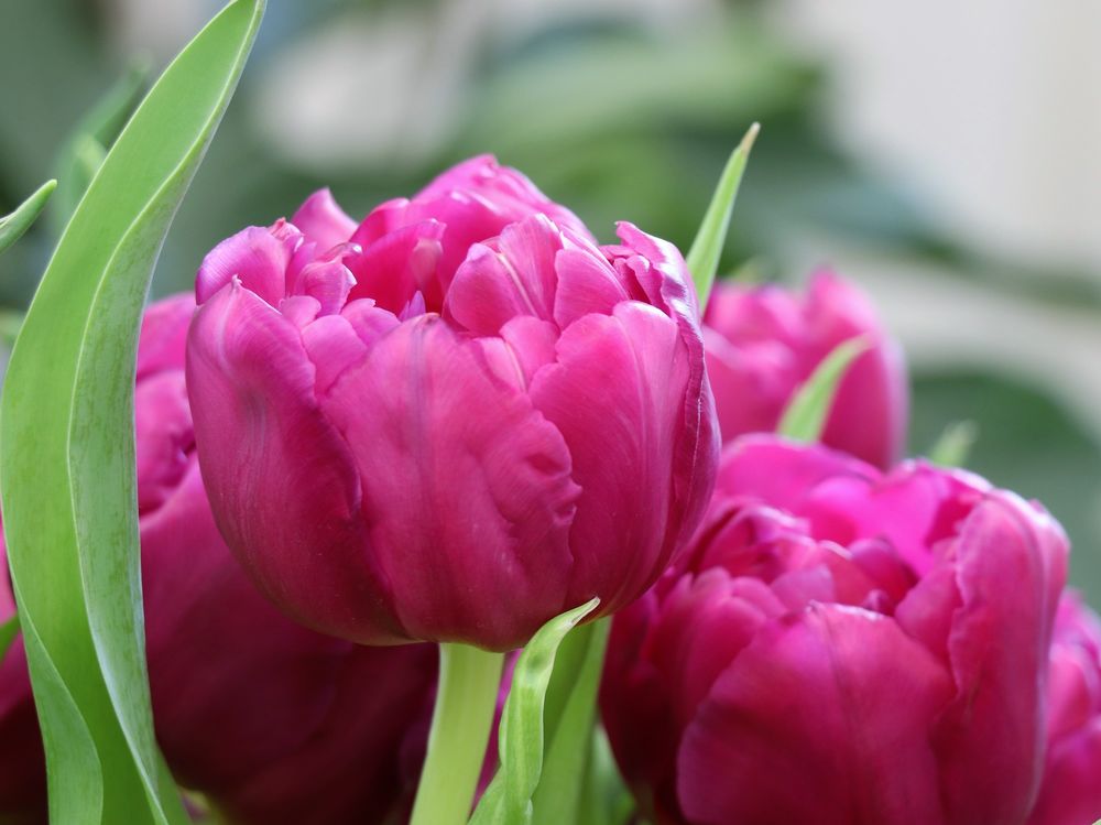 Обои для рабочего стола Розовые тюльпаны на светлом фоне, фотограф Olga Oginskaya