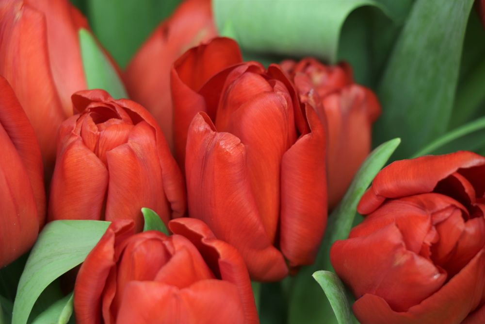 Обои для рабочего стола Красные тюльпаны, фотограф Olga Oginskaya