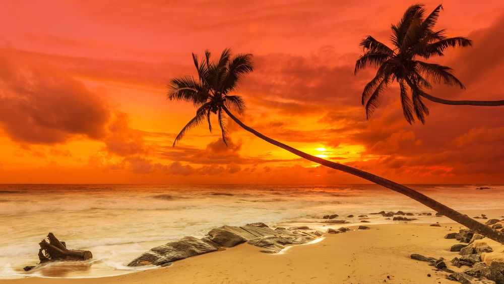 Обои для рабочего стола Пальмы на берегу океана под закатным небом в оранжево-красных тонах