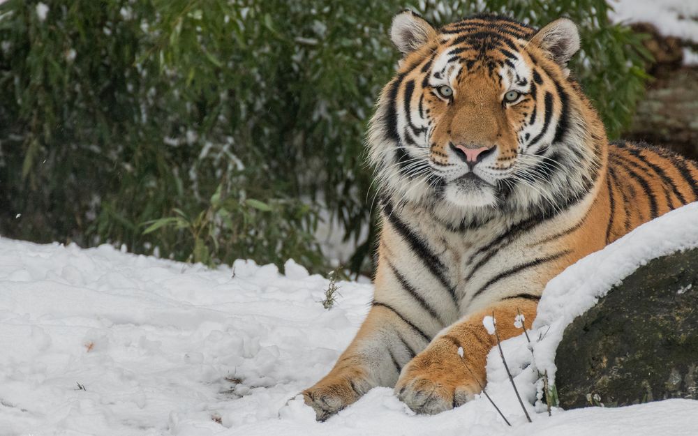 Обои для рабочего стола Тигр лежит на снегу и смотрит в камеру