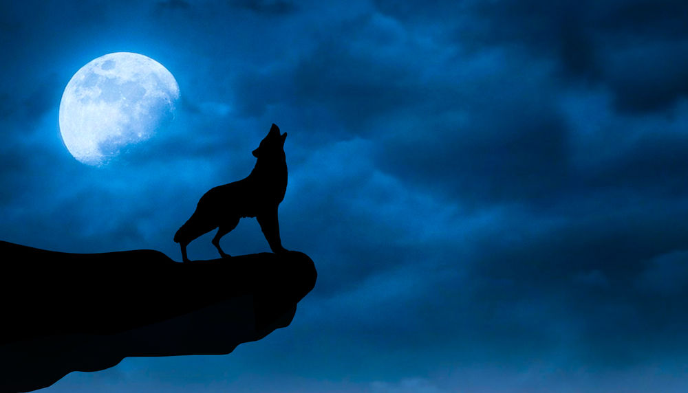 Обои для рабочего стола Воющий на луну волк стоит на обрыве