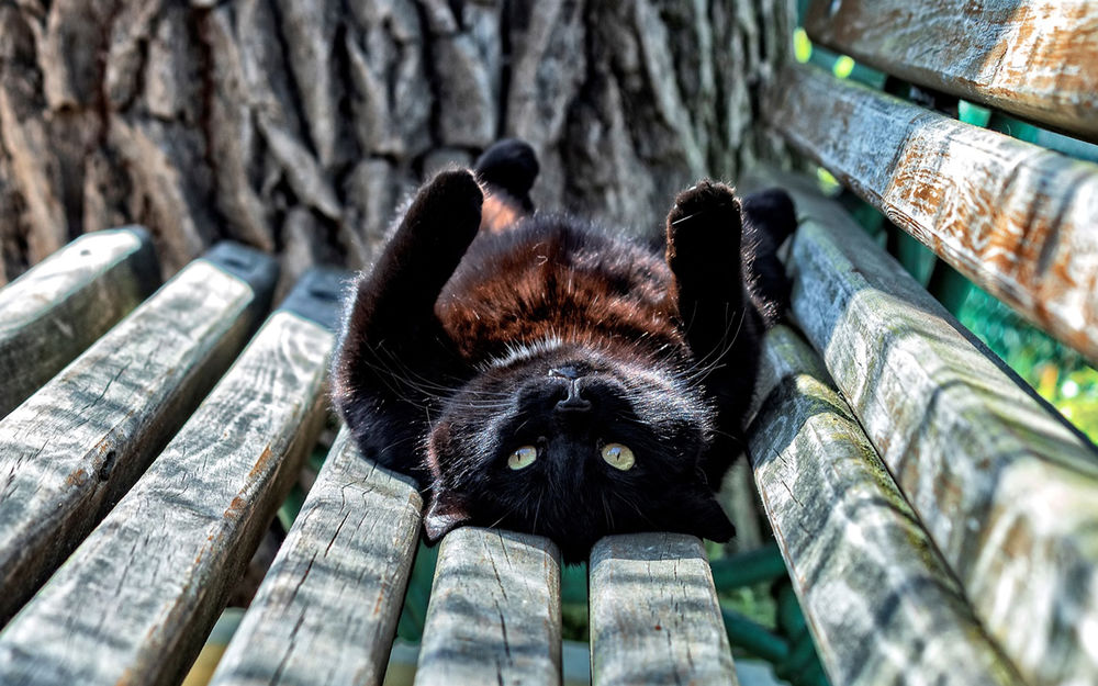 The cat walks along the alley in the park Кот гуляет по аллее в парке | PeakD