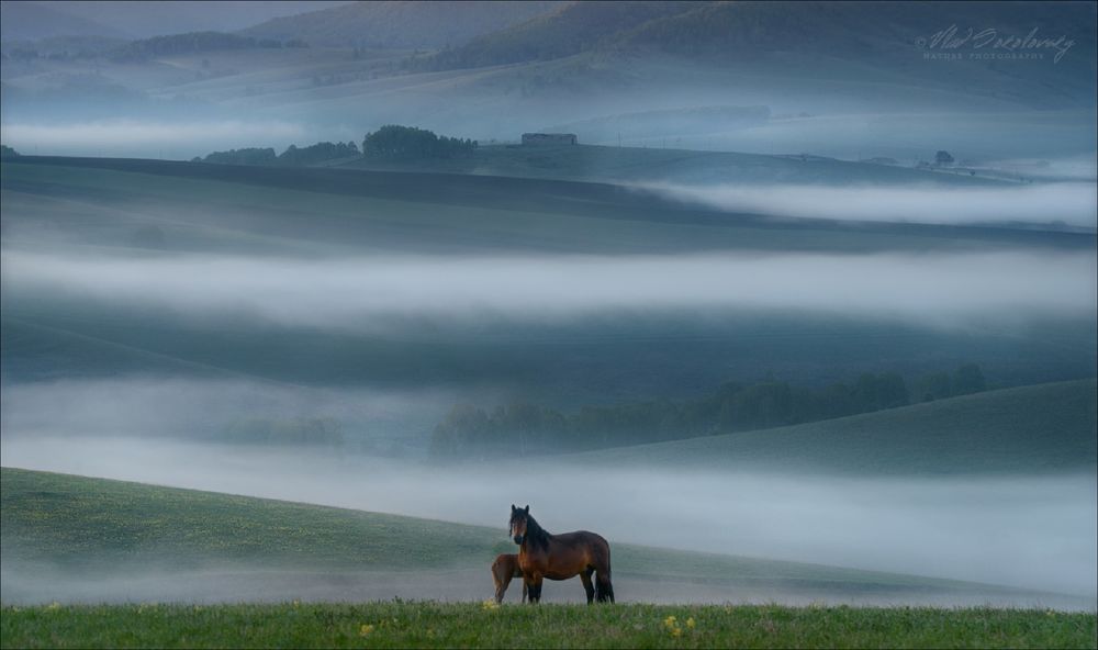 Обои для рабочего стола Лошадь с жеребенком летним утром на просторах Алтайского края, фотограф Влад Соколовский