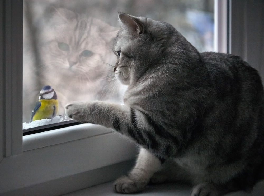 Обои для рабочего стола Кошка смотрит на синицу за окном, фотограф Антон Кононов