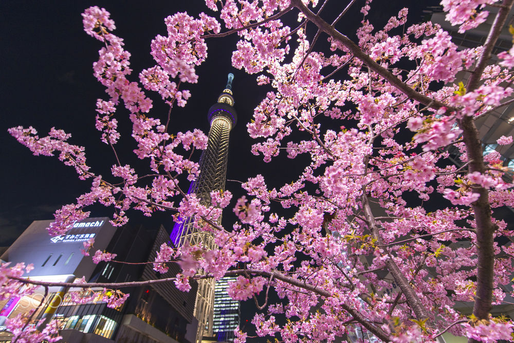 Обои для рабочего стола Токийское небо и вишневый цвет в сумерках, by Masaki Hani