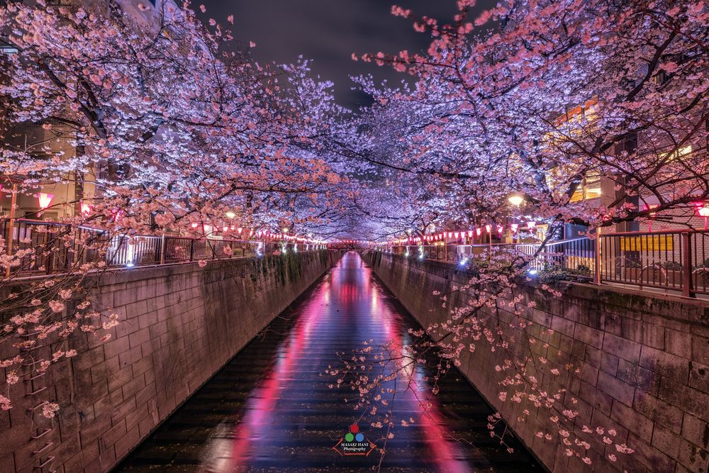Обои для рабочего стола Цветущая сакура над каналом, Japan / Япония, by Masaki Hani