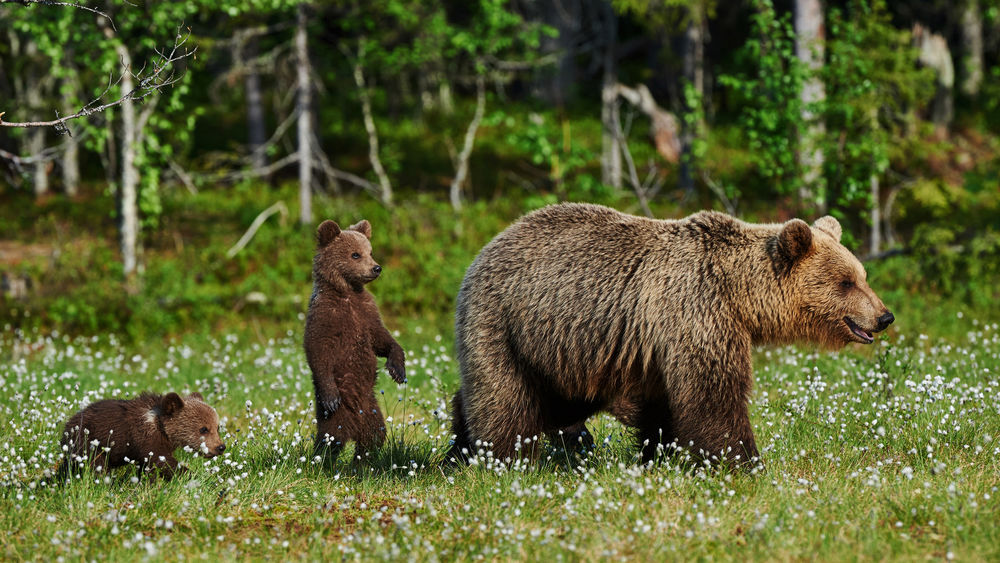 Обои для рабочего стола Медведь с медвежатами на лесной лужайке