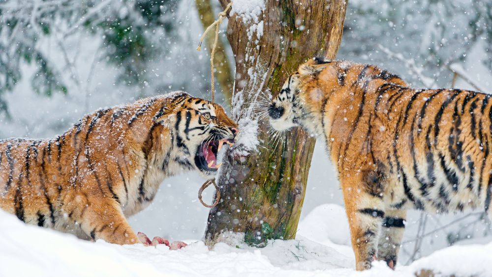 Обои для рабочего стола Два амурских тигра в зимнем лесу под падающим снегом
