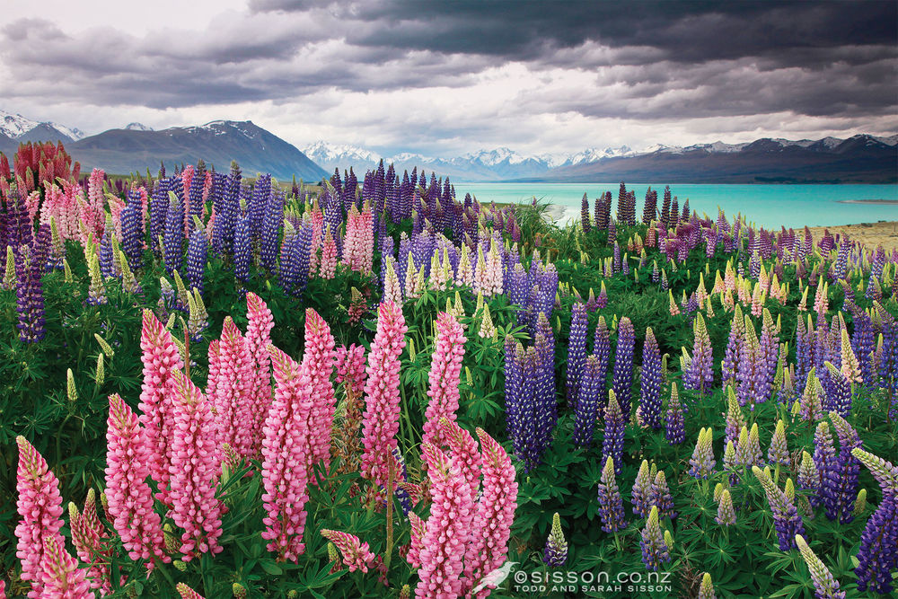 Обои для рабочего стола Люпиновое поле у озера Tekapo, New Zealand / Текапо, Новая Зеландия, фотографы Todd and Sarah Sisson