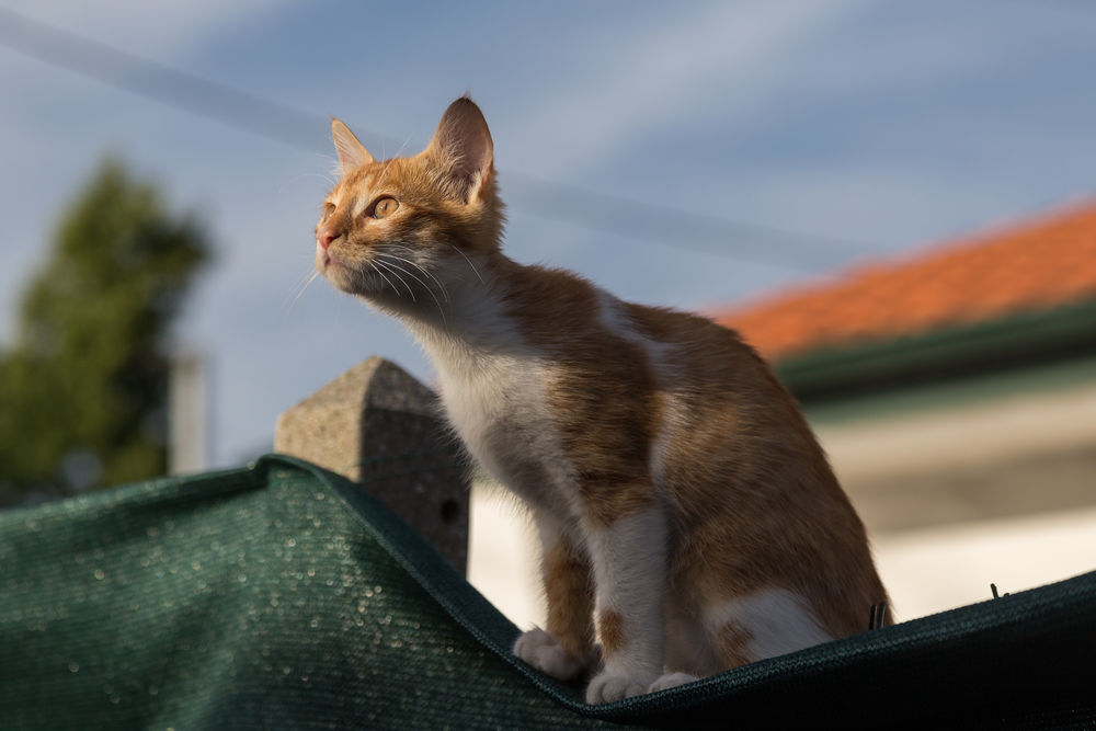 Обои для рабочего стола Кошка сидит на крыше дома и куда-то смотрит
