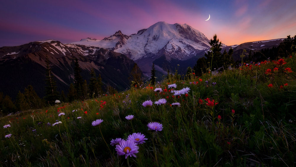 Обои для рабочего стола Полевые цветы перед горой Rainier / Рейнир, фотограф Doug Shearer