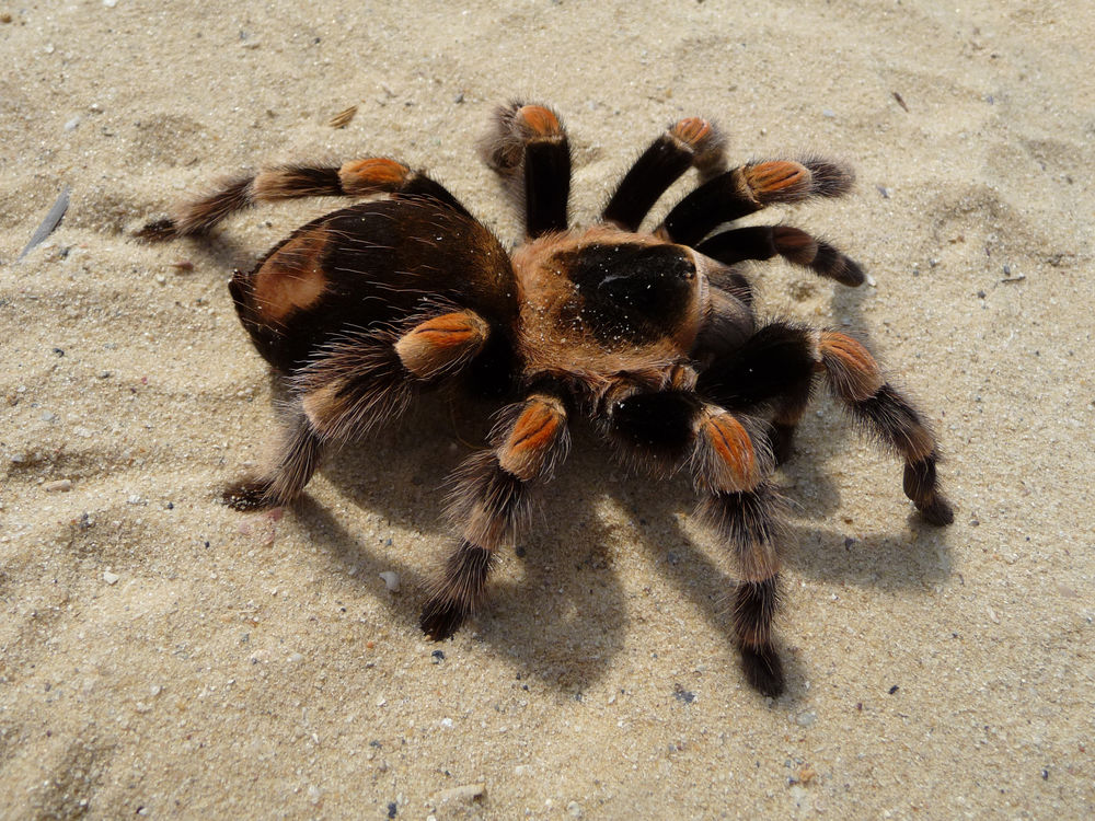 Фото Паук тарантул, более 88 качественных бесплатных стоковых фото
