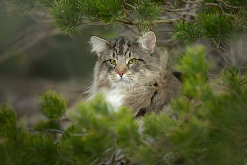 Обои на рабочий стол Норвежский лесной кот отдыхает на земле среди веток сосны, фотограф Светлана Писарева