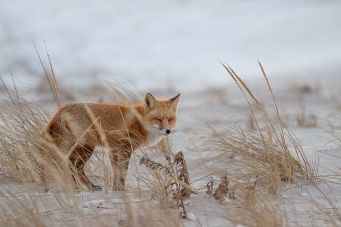 Обои на рабочий стол Лиса идет по снегу