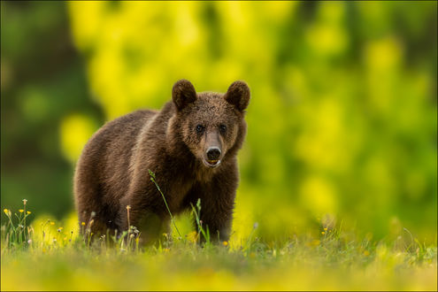 Обои на рабочий стол Медведь на размытом фоне природы, by Georg Scharf
