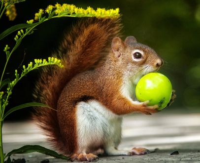 Обои на рабочий стол Белка с яблоком стоит на задних лапках, by Andre Villeneuve