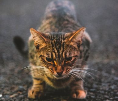 Обои на рабочий стол Серая кошка куда-то смотрит