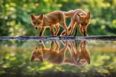 Обои на рабочий стол Двое лисят у воды, фотограф Georg Scharf