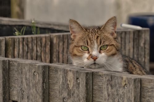 Обои на рабочий стол Кошка сидит за забором