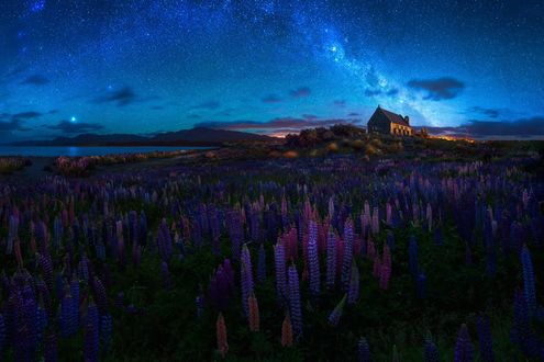 Обои на рабочий стол Люпины перед озером Tekapo, New Zealand / Текапо, Новая Зеландия, на фоне неба с млечным путем стоит небольшой храм, фотограф AtomicZen