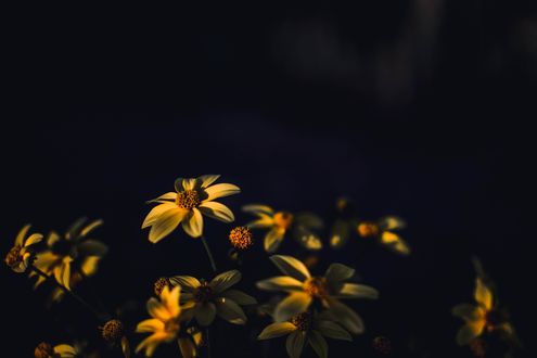 Обои на рабочий стол Цветы в солнечных бликах, by Fotografierende