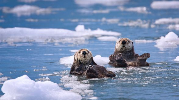 Обои на рабочий стол Две морских выдры среди льдин в море