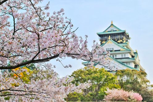Обои на рабочий стол Цветущая сакура у Замка в Осаке / Osaka, Япония / Japan, Япония, фотограф Bagus Pangestu
