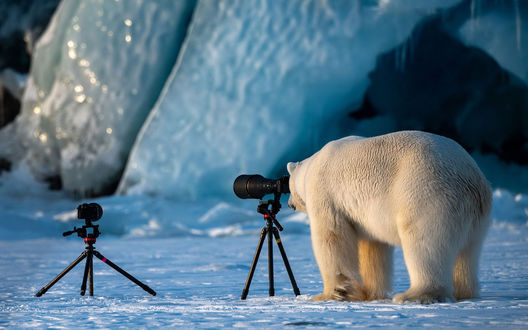 Обои на рабочий стол Белый медведь стоит у фотокамеры, фотограф Roie Galitz