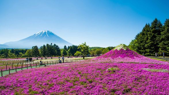 Обои на рабочий стол Вид на вулкан Фудзияма / Fujiyama в парке Hitsujiyama на фестивале Fuji Shibazakura, Япония / Japan