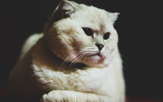 Обои на рабочий стол Белый кот смотрит в сторону