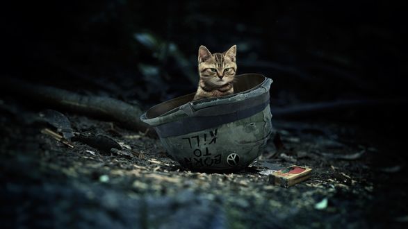 Обои на рабочий стол Полосатый котенок сидит внутри каски, by Zak Harrow