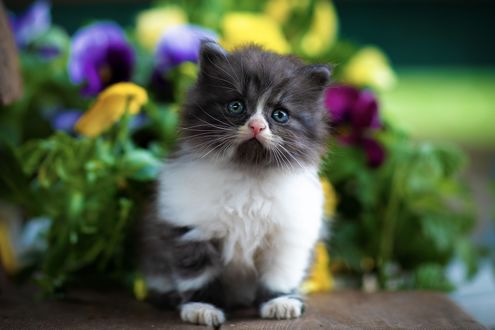 Обои на рабочий стол Черно-белый котенок сидит на фоне цветов. Фотограф Коротун Юрий