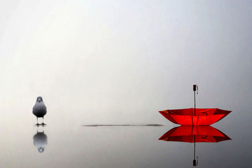 Обои на рабочий стол Красный зонт и голубь на воде, by Andre Villeneuve