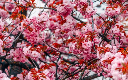 Обои на рабочий стол Цветущая весенняя сакура